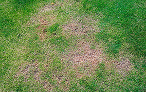 Lawn fungus | Sorko Services in Central Florida
