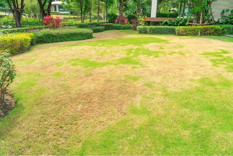 Florida lawn infested leading to brown patches requiring lawn pest control services