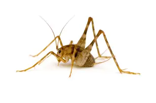 Camel Cricket on White Background
