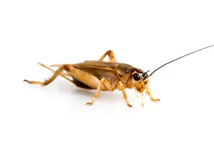 House Cricket on White Background