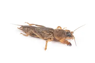 Mole Cricket on White Background