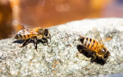 closeup of two africanized bees, commonly found in florida, sitting on a rock