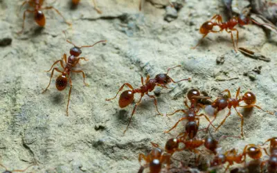 closeup of fire ants, a common stinging ant in florida, outside their nest gathering food