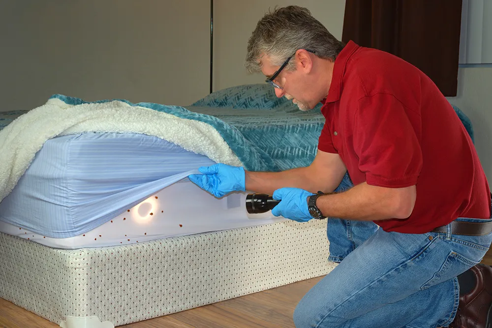 pest control technician inspecting a mattress with bed bugs