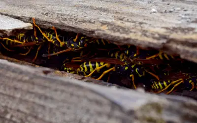 yellowjacket nest in florida built into old back patio deck