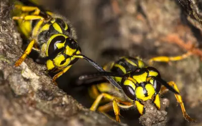 closeup of two yellowjackets in central florida beginning construction on a new nest