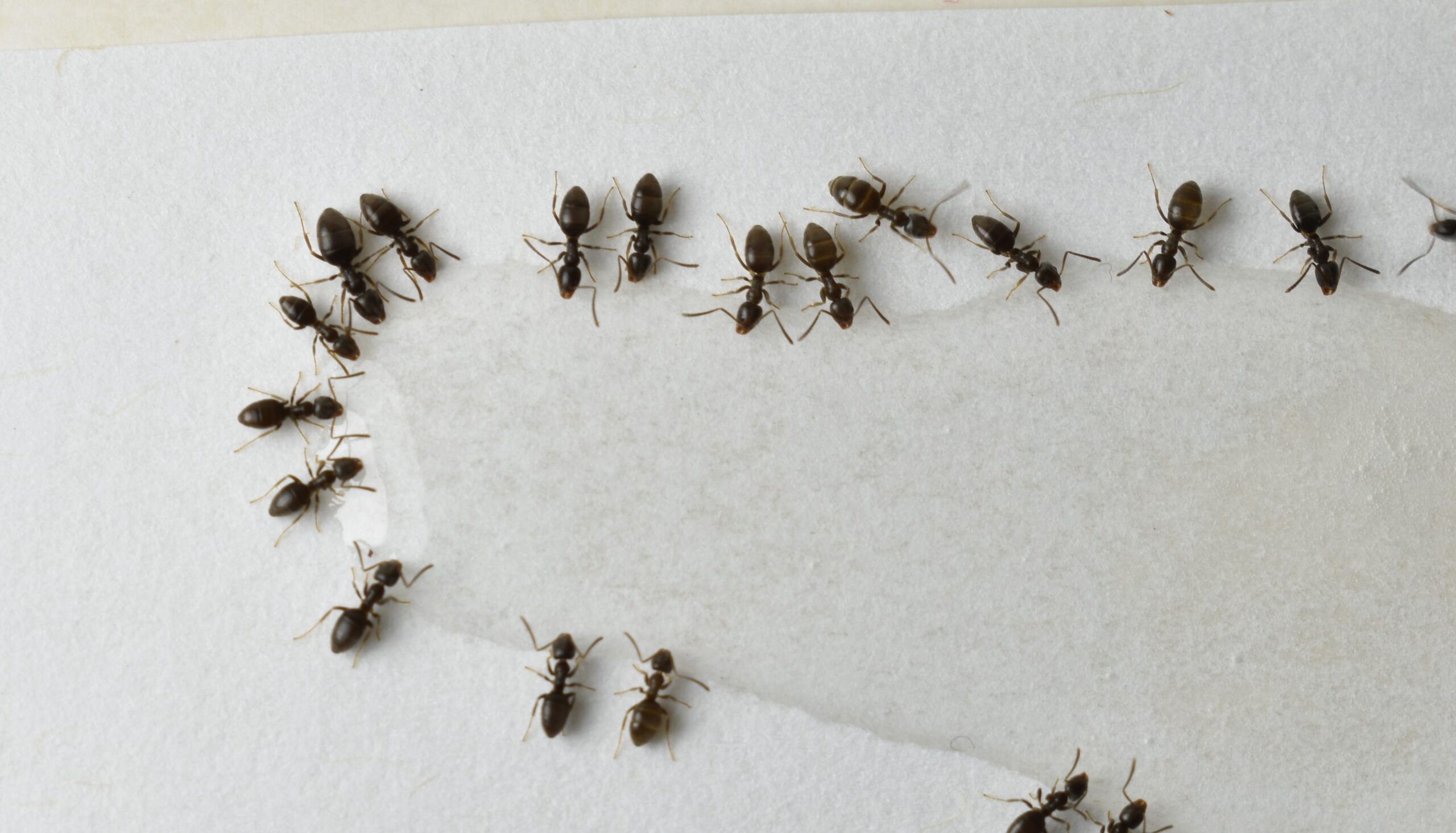 Ants consuming poison in a Florida home