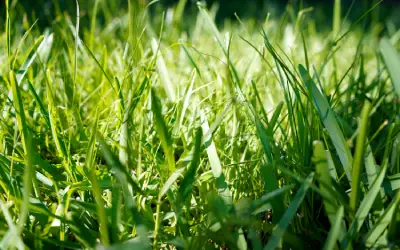 lush florida bermudagrass on a two to three times per week watering schedule