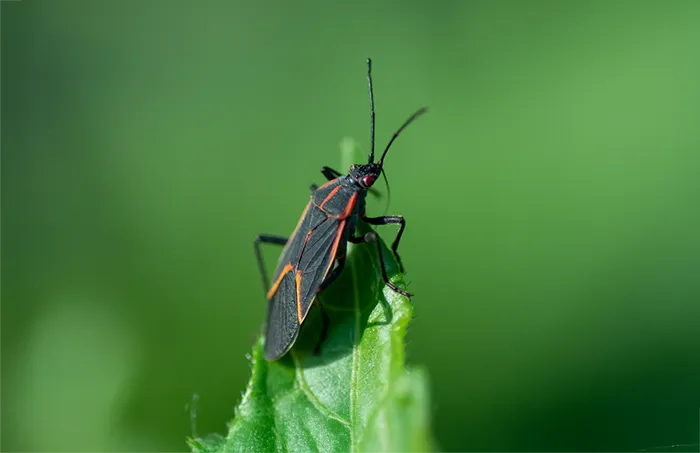 Boxelder bug control in Central Florida by Sorko Services