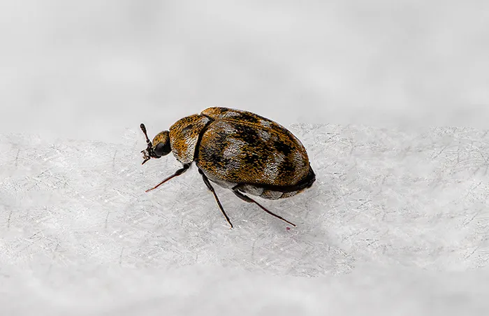 Carpet beetle on cotton fibers