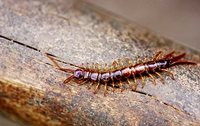 Centipede on tree bark, pest control in Central Florida by Sorko Services
