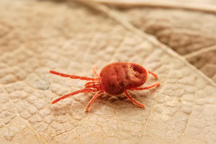 Chigger mite control in Central Florida by Sorko Services