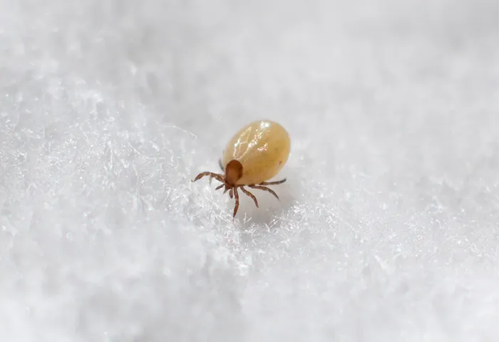 Dust mite walking on cotton clothing
