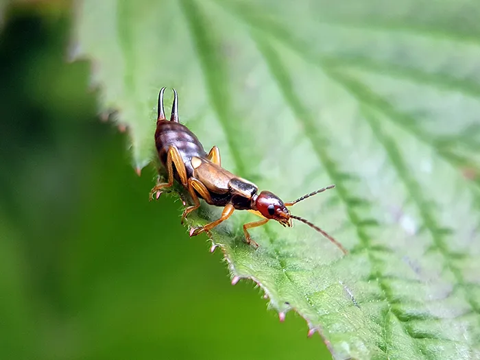 Earwig on a leaf