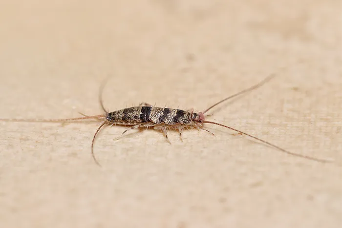 Firebrat pest control in Central Florida by Sorko Services