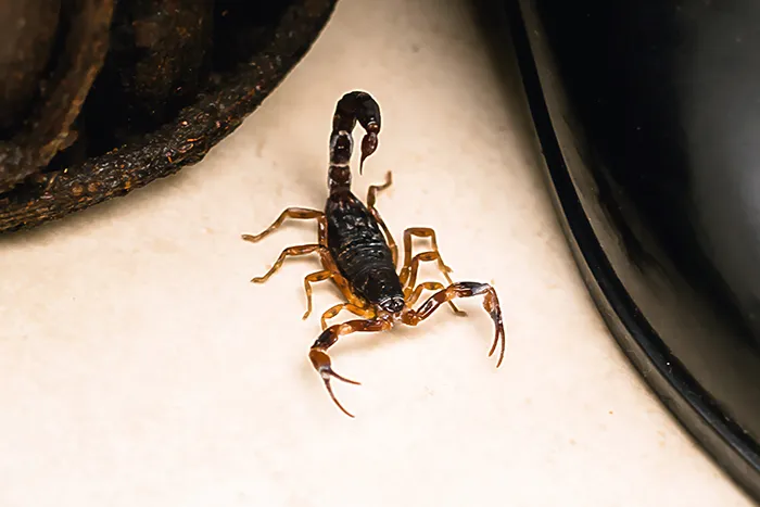 Florida Bark Scorpion control in Central Florida by Sorko Services