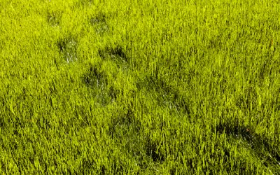 lingering footprints in florida lawn indicate grass may need water