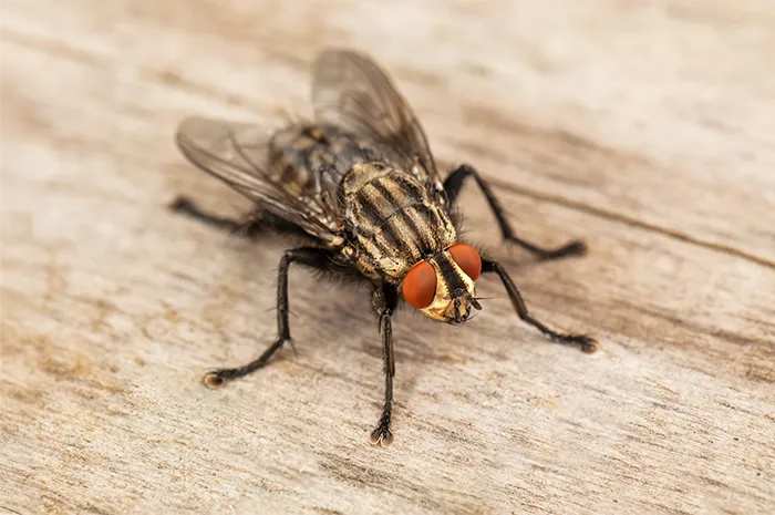 Housefly in a central Florida home
