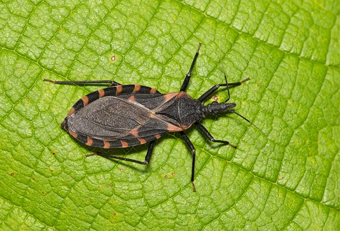 Kissing bug control services in Central Florida by Sorko Services