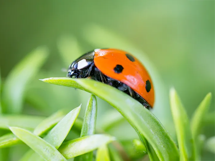 Ladybug on a blade of grass in Central Florida