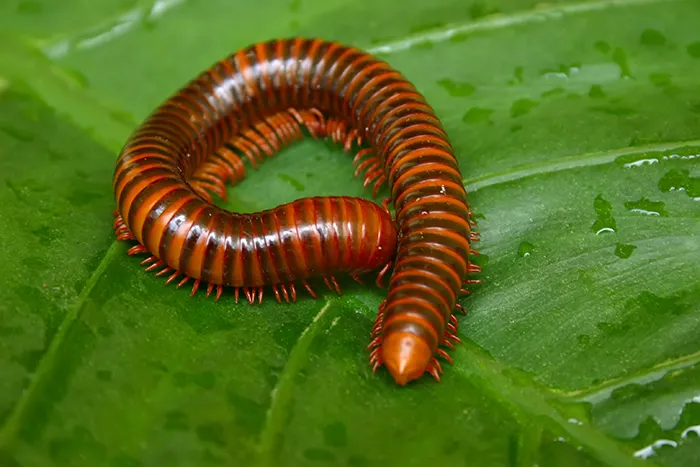 Millipede control in Central Florida by Sorko Services