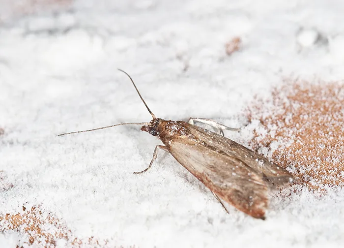 Pantry moth in flour canister