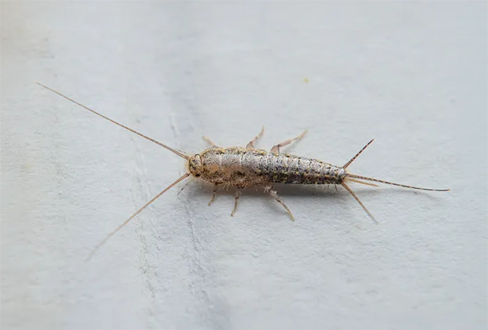 Silverfish pest control services in Central Florida