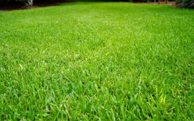 st augustine grass lawn in front of florida house