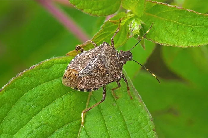 Stinkbug on a leaf