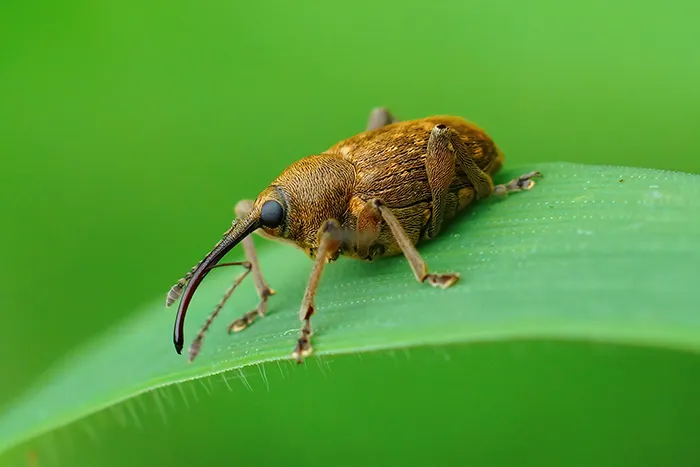 Weevil pantry pest on blade of gras