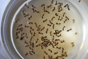 Dead ants floating in a liquid