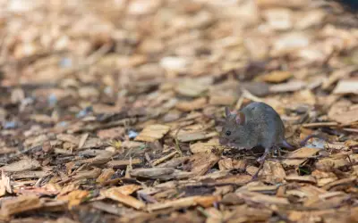 house mouse looks for food outside a home in central florida