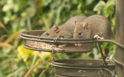 Norway rats eat seed out of a bird feeder in central florida