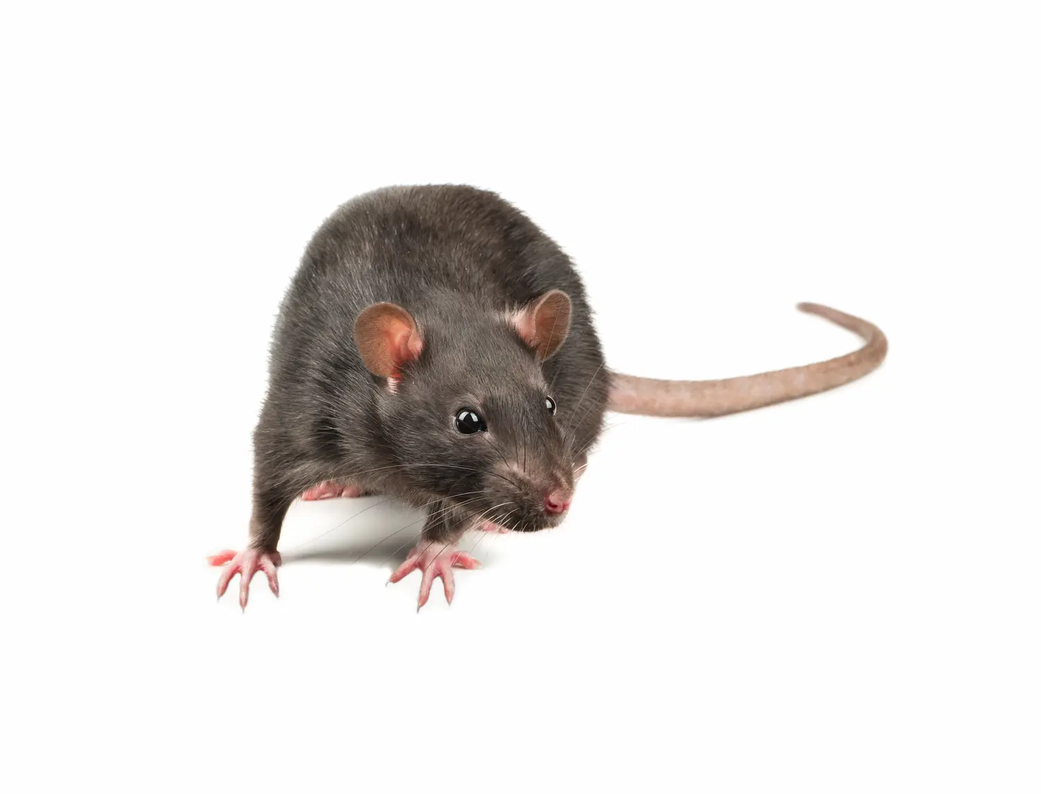 closeup of a rat on a white background