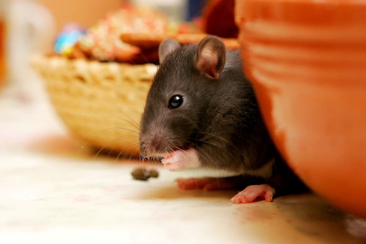 closeup of a dark rat in a kitchen