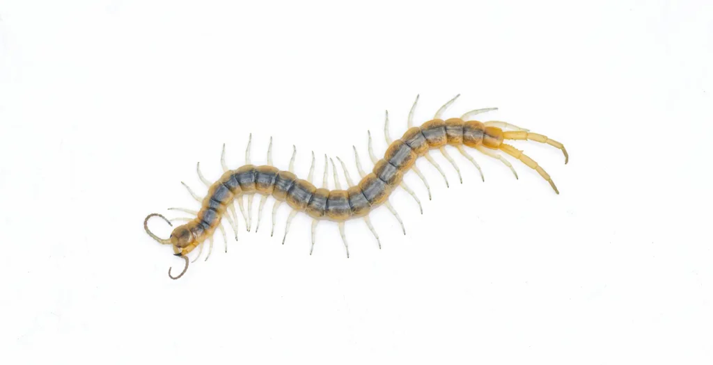 Florida blue centipede on a white background