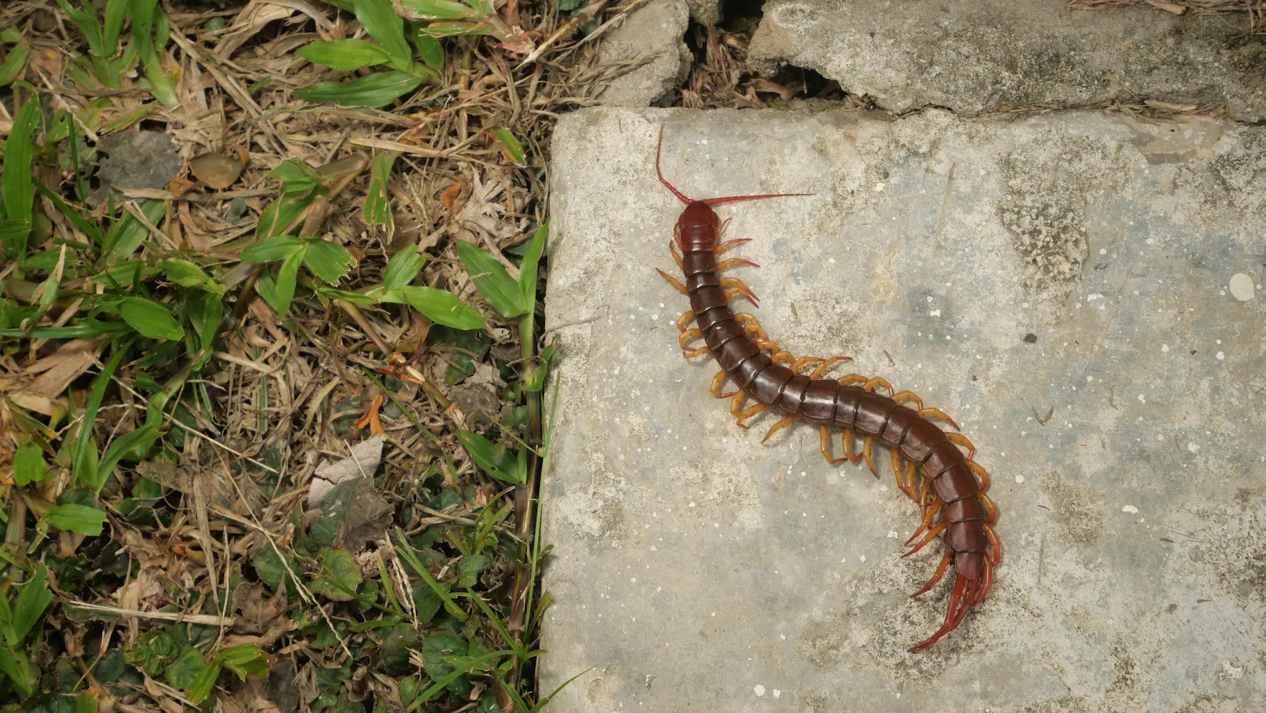centipede on a slab of concrete outdoors