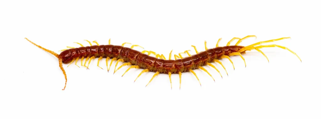 Eastern red centipede on a white background