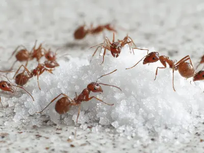 Colony of ants marching on top of a mound of sugar on a kitchen counter top.