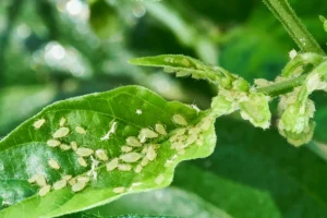 A plant infested with white aphids.