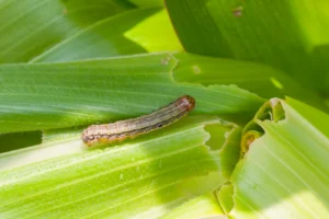 A armyworm on chewed up leaves.