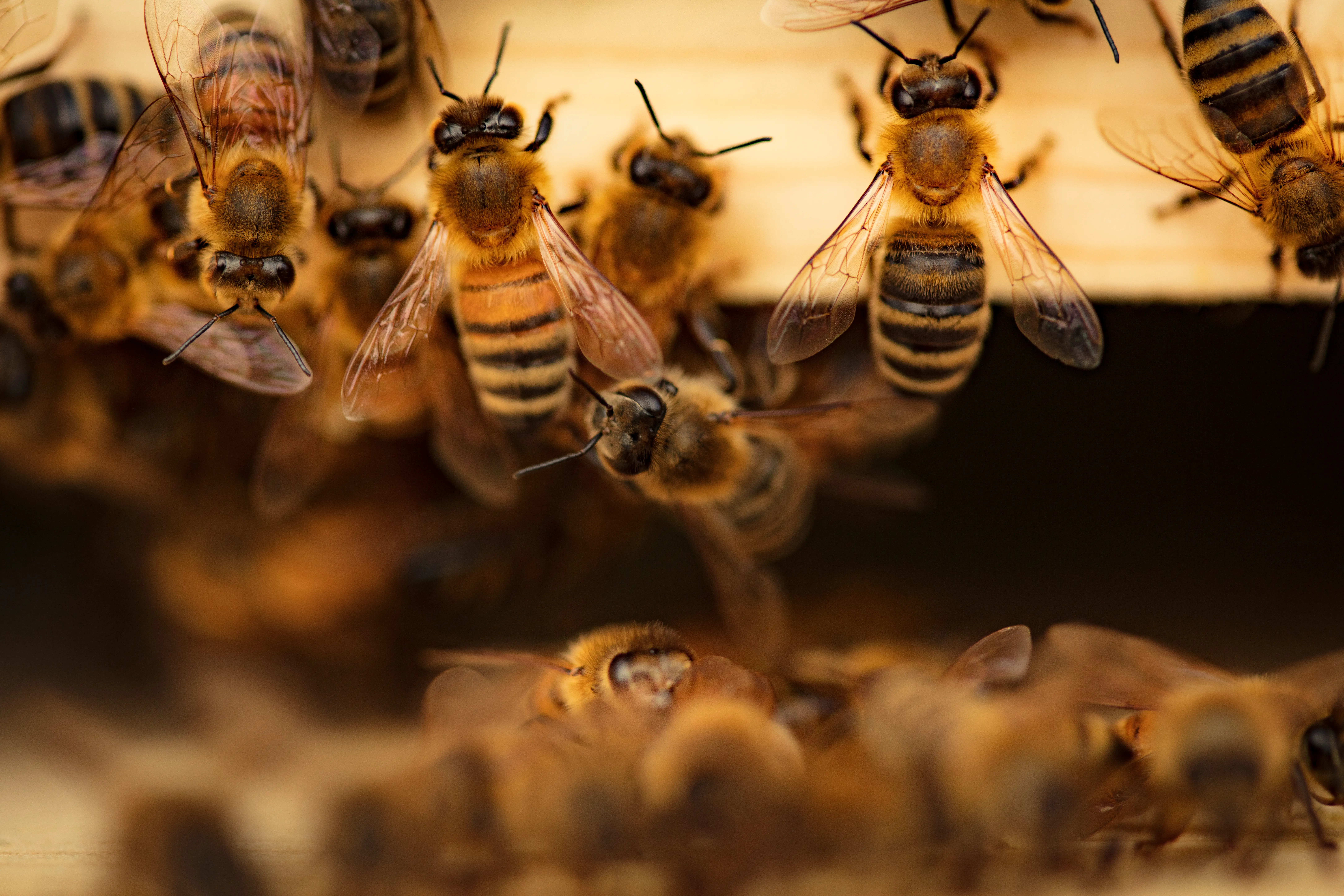 Bees coming out of a wooden hive created for them.