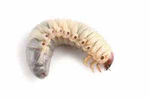 A grub, or beetle larvae, on a white background.