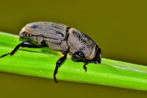 A billbug on top of a plant stem.