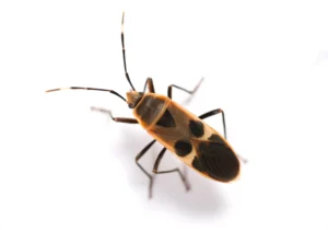 A close up image of a chinch bug on a white background.