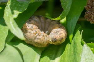 A curled up cutworm hidden by leaves overhead.