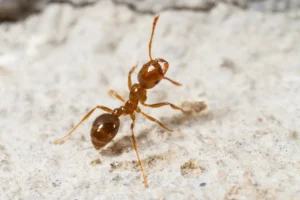 A fire ant standing on its back two legs on a slab of concrete.