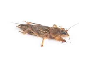 A mole cricket on a white background.
