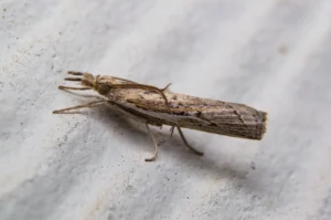 A sod webworm close up shot as it sits on a plaster background.