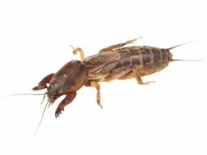 closeup of a mole cricket on a white background